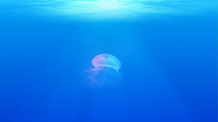 jellyfish