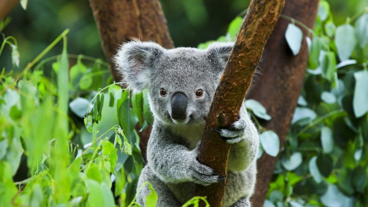 A new study from PLOS has investigated the main stressors that impact koala populations in the Australian state of New South Wales