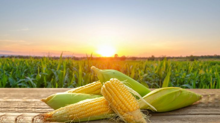 For decades, a network of 14 research facilities located across five different continents has been working to predict the impacts that future CO2 levels will have on crop production