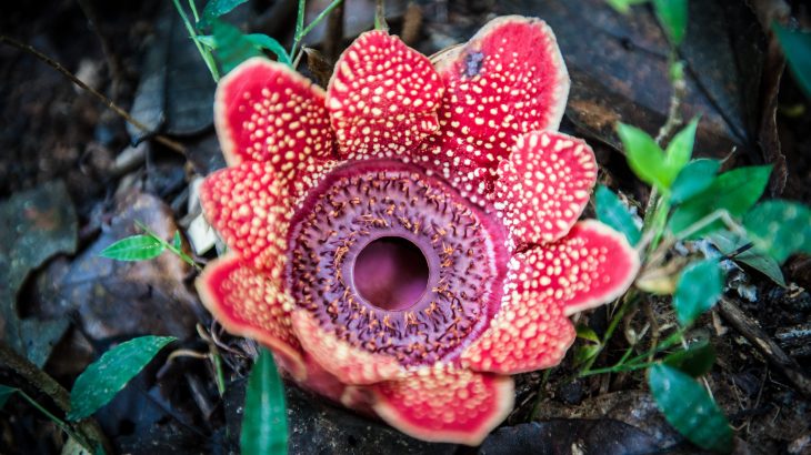 Parasitic plants rely on ethylene to successfully launch an attack, according to a new study from the Nara Institute of Science and Technology.