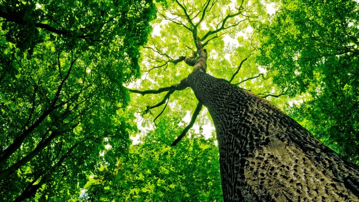 The analysis of forests in the Pacific Northwest has revealed that despite making up only three percent of the total number of trees across the study sites, large-diameter trees store 42 percent of the total above-ground carbon in these ecosystems.