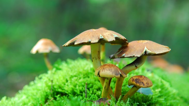 Experts at Johns Hopkins Medicine found that two doses of psilocybin combined with supportive psychotherapy provided rapid and extensive relief for patients suffering from major depression.