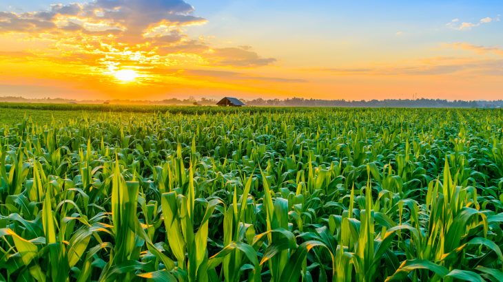 Plant biodiversity can serve as a natural method to control herbivores and reduce the need for harmful pesticides