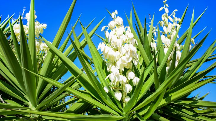 yucca flower