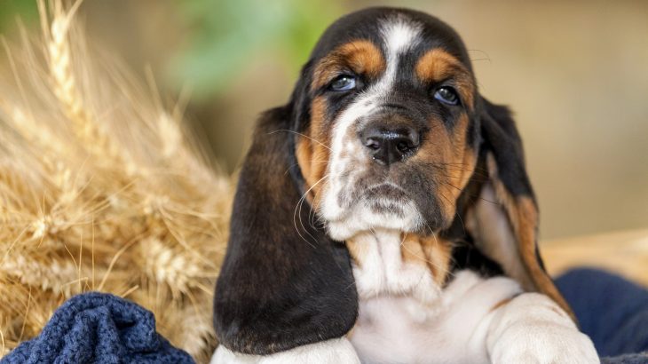 Researchers at NC State University have identified a new species of Rickettsia bacteria that could cause disease in dogs and humans.