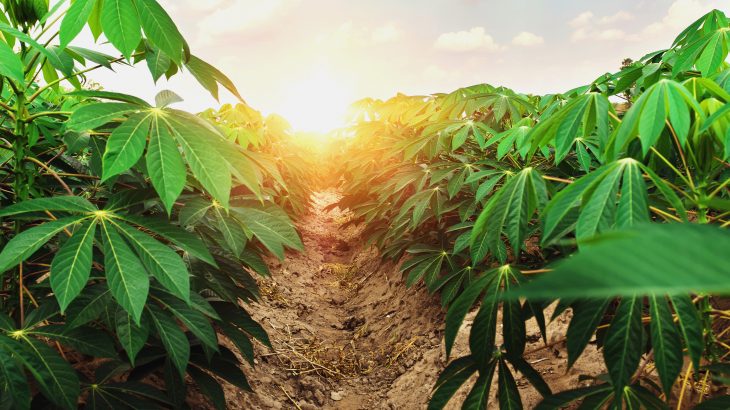 Scientists at the University of Illinois have discovered that the root crop cassava, which feeds more than a billion people, will thrive under the atmospheric conditions projected for the second half of this century.