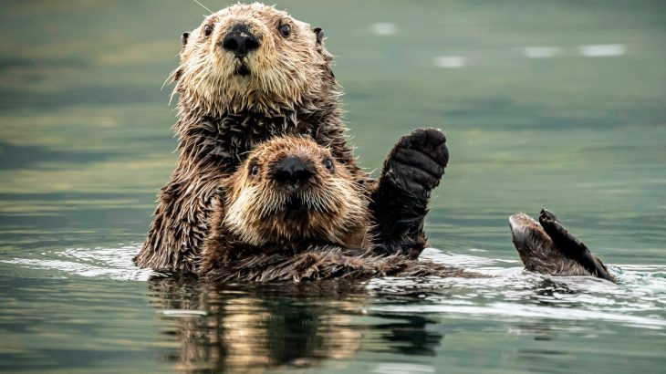 The researchers found that Asian short-clawed otters learned how to solve puzzles to gain access to food by observing their friends.