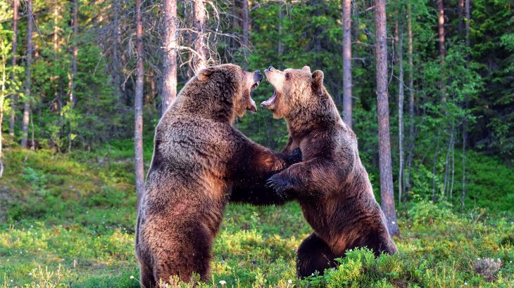 The team identified various factors that groups of animals take into consideration before they decide if they are ready and willing to take on their rivals.