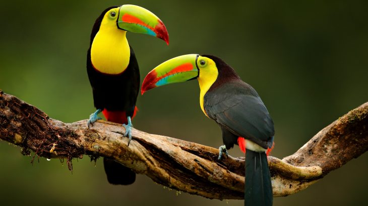 As global warming continues at an uncertain pace, scientists have been investigating the capacity for animals all over the world to adapt to heat stress.