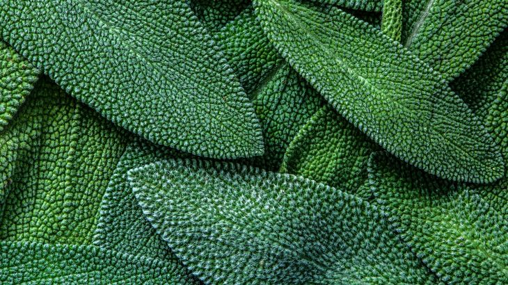 Experts at Emory University have conducted the first comprehensive review of natural plant compounds that have antibacterial properties.