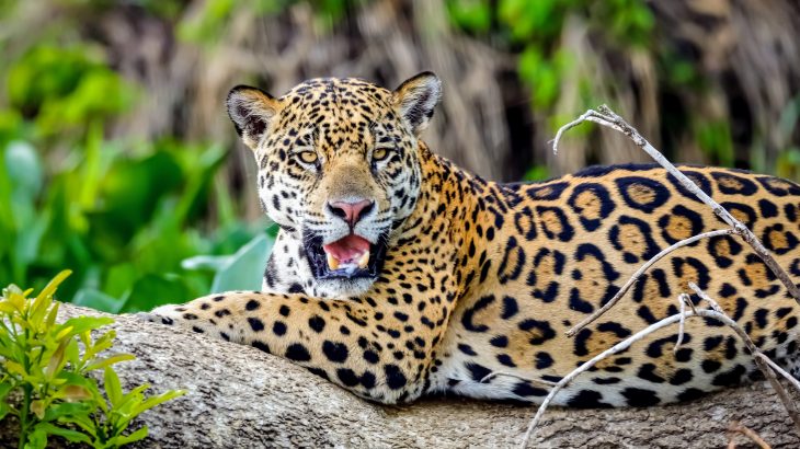 Experts at the University of São Paulo (USP) in Brazil conducted two studies to investigate the extent of mammal losses, or mammal defaunation, throughout the Neotropics