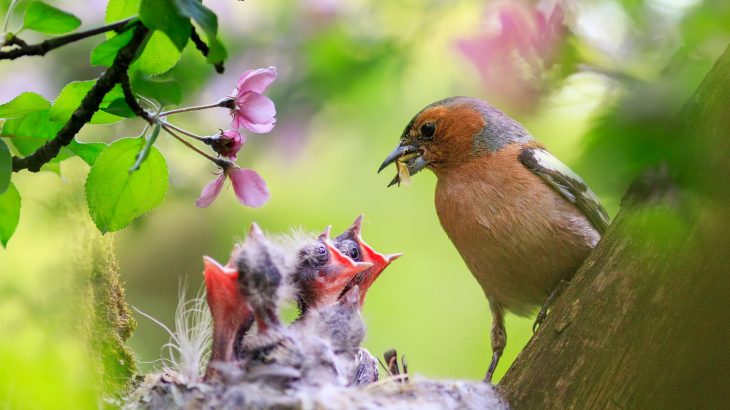 In a new study from the University of Illinois, experts report that many songbirds push their offspring to leave the nest before they are ready
