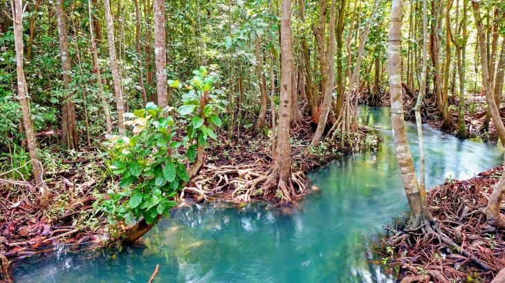 In a new study led by the University of Exeter, researchers describe how the conservation of tropical peatlands could reduce the likelihood of future pandemics.