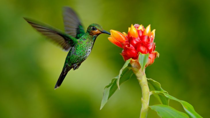 In a study of nearly 1,300 mammal and bird species, researchers at the University of Exeter have discovered that migratory animals "live fast and die young."
