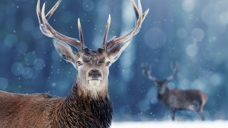 The researchers found that some specific populations really are in trouble, such as those in the Indo-Pacific region, but that vertebrates are actually stable overall.