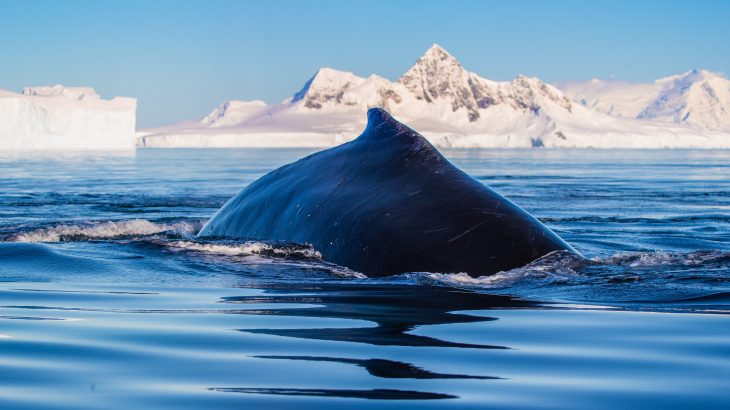 Fifty years after they were hunted to near extinction, blue whales have returned to the sub-Antarctic island of South Georgia.