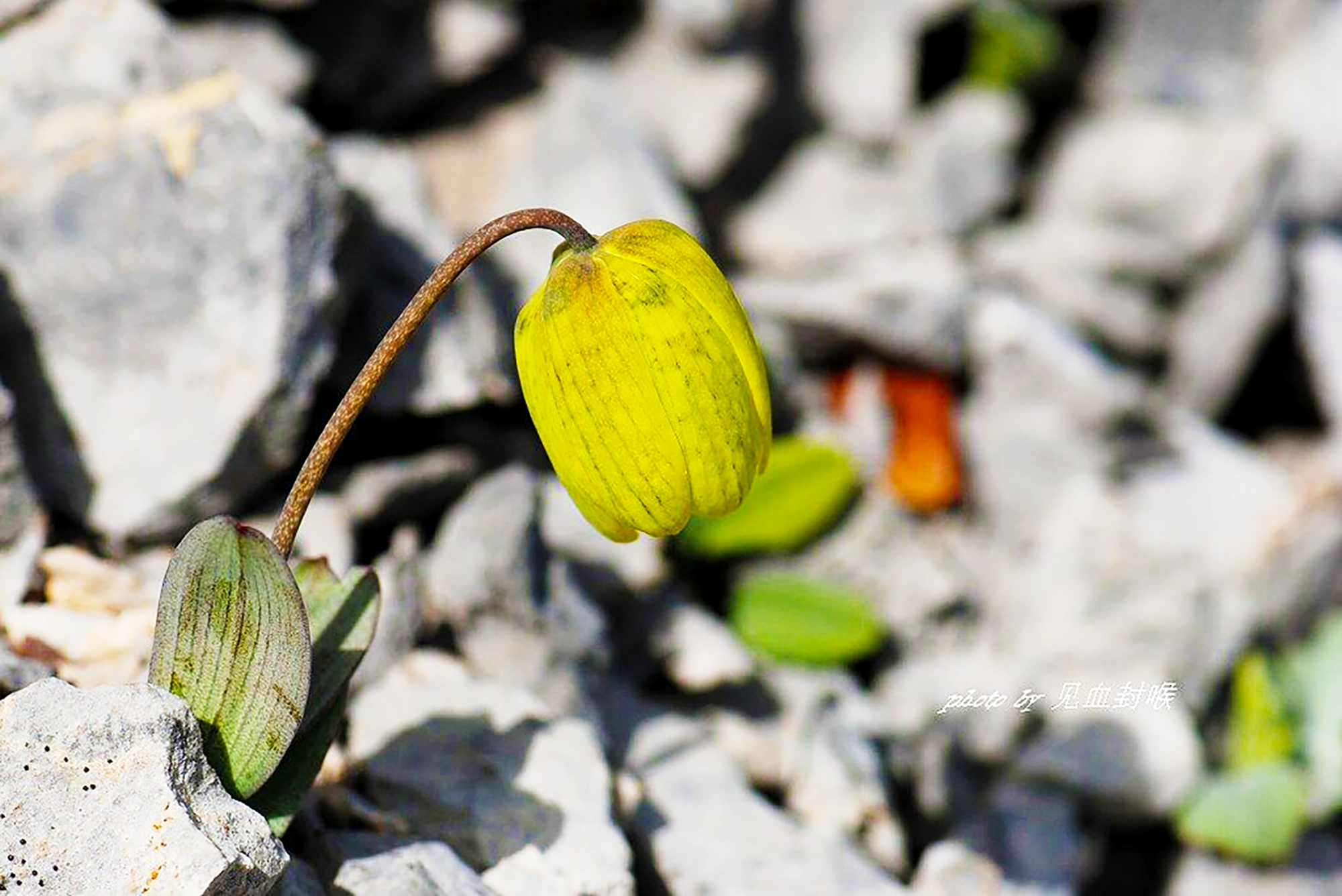 fritillaria-delavayi_credit-linn-yao_hig
