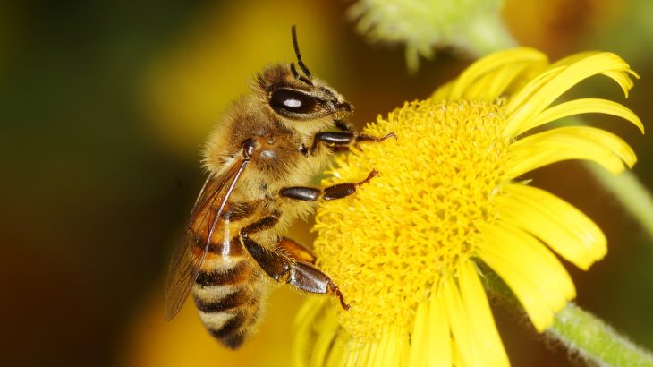 Researchers have created the first map of global bee diversity, according to a new study published by Cell Press.