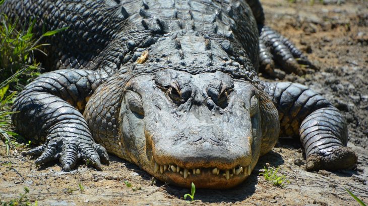 In a new study from Arizona State University, researchers have found that young alligators have the ability to regenerate their tails.