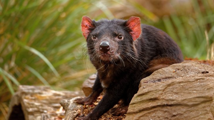 Understanding the evolution of this disease may explain why Tasmanian devils are vanishing and inform efforts to help protect these endangered animals.