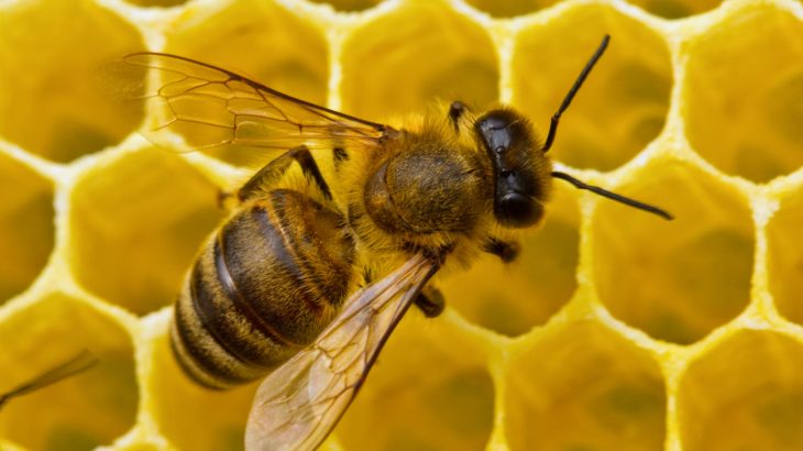 Common pesticides that are believed to threaten the health and survival of honeybees can now be detected in honey, according to researchers at the University of Waterloo.