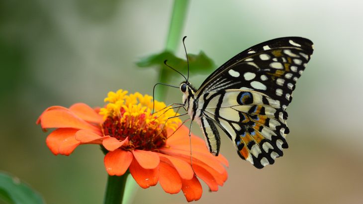 During the worst fire year on record in the United States, scientists are working to understand how wildfires affect interactions between plants and animals.