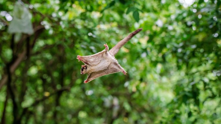 flying squirrel
