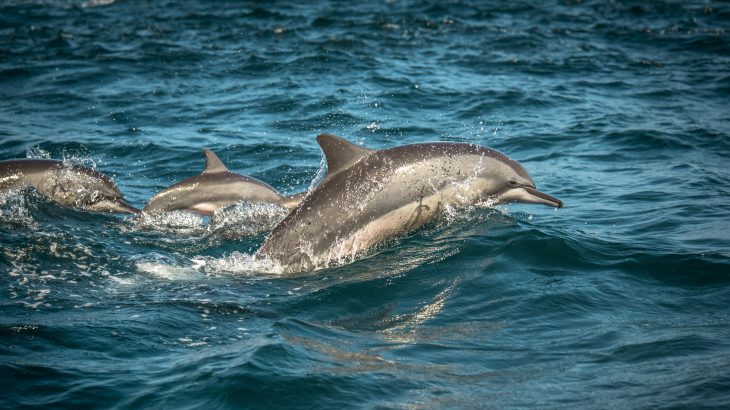 In a new study published by Frontiers, experts have found that dolphins can slow down their heart rate before diving to conserve oxygen and prevent issues associated with pressure.