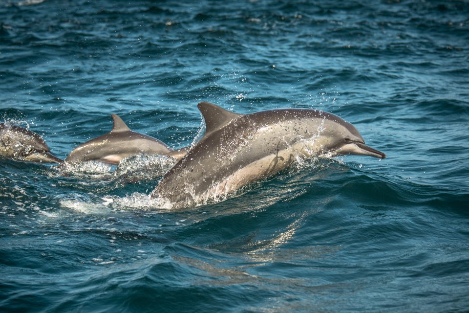 Dolphins lower their heart rate before diving to conserve oxygen