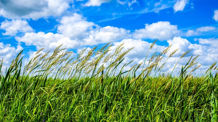 The restoration of degraded grasslands can mitigate the impacts of climate change, replenish soil organic carbon (SOC), and increase biodiversity, according to a new study from CABI.