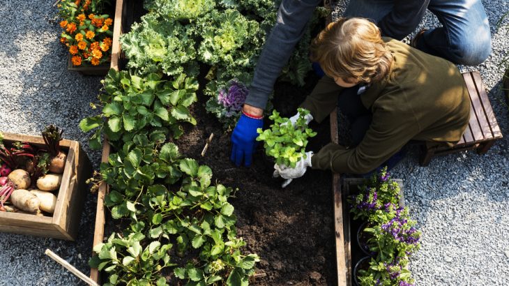 perennial vegetables
