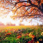 In recent decades, global warming has caused temperate trees to cling onto their leaves later and later in the year.