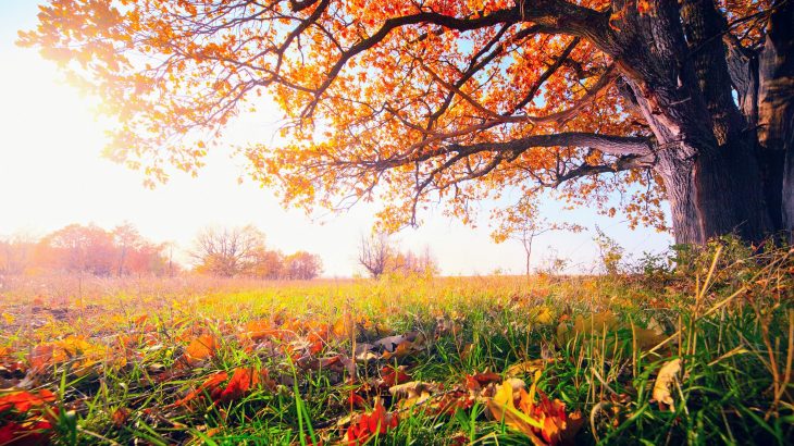In recent decades, global warming has caused temperate trees to cling onto their leaves later and later in the year.