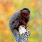 Coppery titi monkeys are extremely loyal to their mates, according to research from the German Primate Center (DPZ).