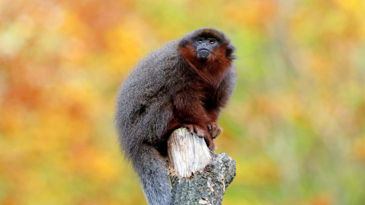 Coppery titi monkeys are extremely loyal to their mates, according to research from the German Primate Center (DPZ).