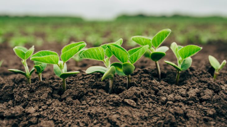 In a study from the University of Washington, scientists have successfully introduced microbes into soil to make phosphorus more available to the roots of agricultural crops