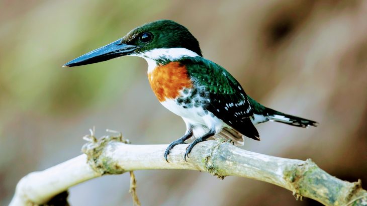 According to the study, air quality improvements associated with the Clean Air Act have saved up to 1.5 billion birds, which is the equivalent of nearly 20 percent of all the birds present in the United States today.