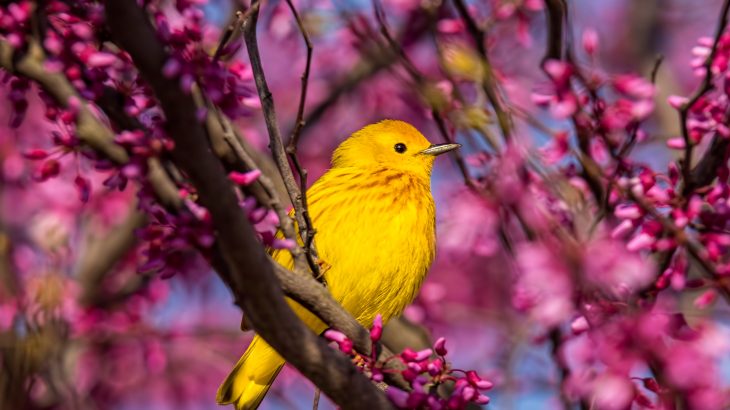A new study from Penn State may help to explain how warblers rapidly diverged into so many unique species.