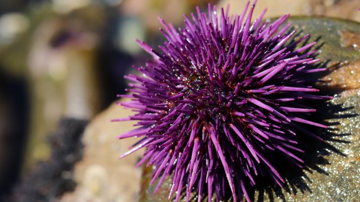 Exposure to water polluted by microplastics led to a variety of abnormalities among developing sea urchins, including deformed skeletons and nervous systems.