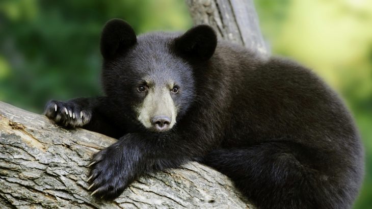 In a new study from North Carolina State University, however, scientists have discovered that black bears seem to be an exception. These animals host a microbial population that is basically consistent across the intestinal tract.