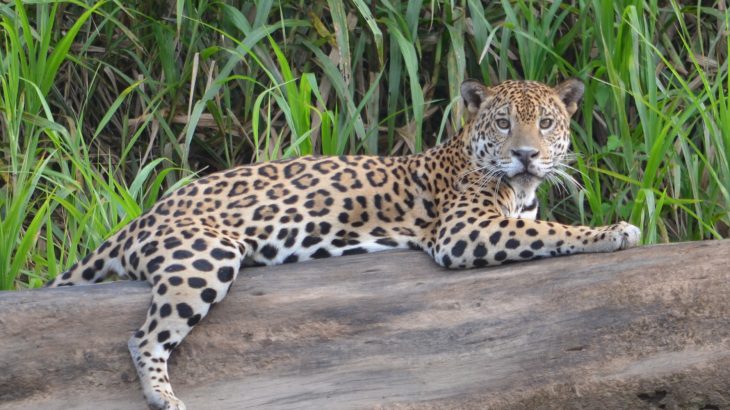 Jaguars in the Peruvian Amazon will be able to handle climate change in the short-term, but could become severely threatened as extreme weather events increasingly interfere with food resources