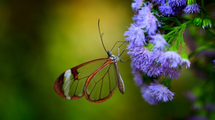 Researchers at the Marine Biological Laboratory (MBL) have finally solved the mystery of insect wing evolution