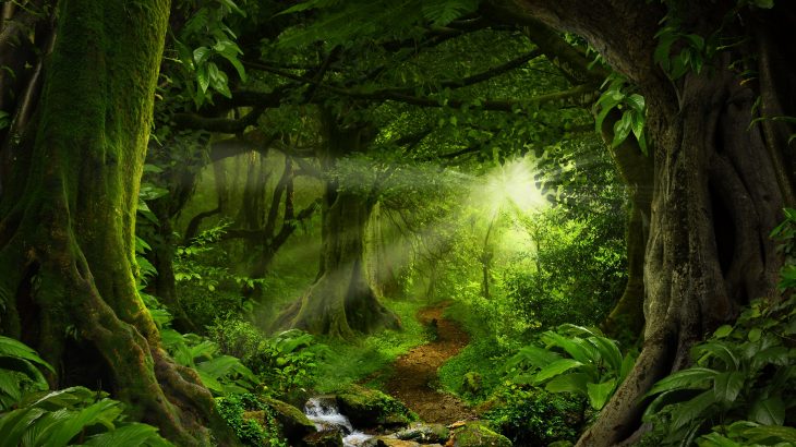 Preserving and planting trees, especially in the tropics, could reduce carbon dioxide emissions by six gigatons a year from 2025 to 2055.