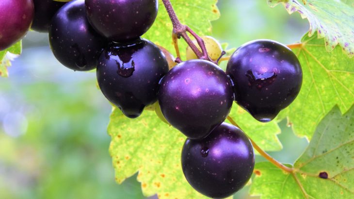 Plant compounds found in muscadine grapes, dark chocolate, and green tea can bind to and inhibit the coronavirus' main protease (Mpro), which plays a key role in viral gene expression and replication.