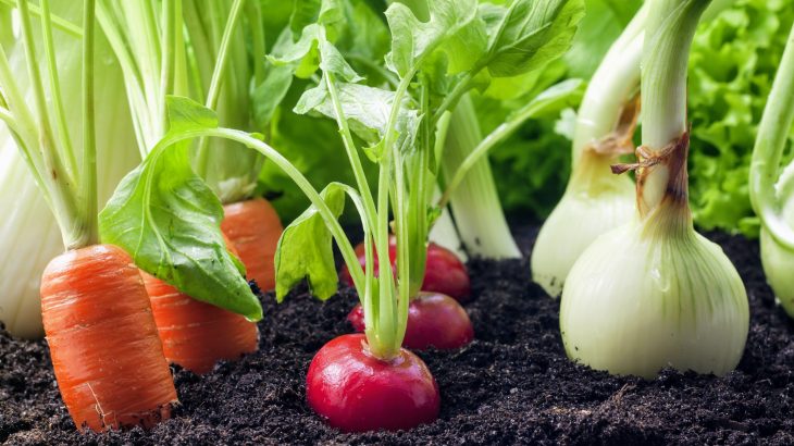 Using computer simulations and a field experiment, the researchers found that plants invest in more dominant roots when they are in close proximity to other plants.