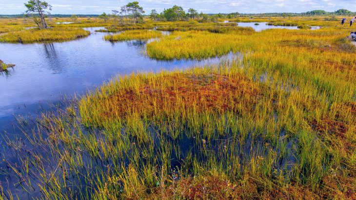 A new study led by the University of Exeter confirms that preserving peatlands, along with the carbon they hold, is critically needed to limit climate change