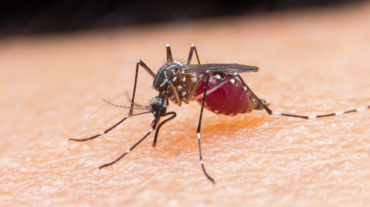 A team of experts has developed a device that imitates the hearing capabilities of mosquitoes to identify their species and sex