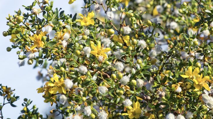 Researchers at UT Austin have used computer algorithms to conduct the first-ever survey of creosote bushes in the Mojave Desert.