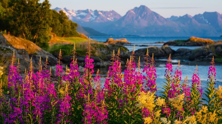 "Coldspots" provide more opportunity for the rapid diversification of plants and animals than hotspots, according to a study led by Louisiana State University.