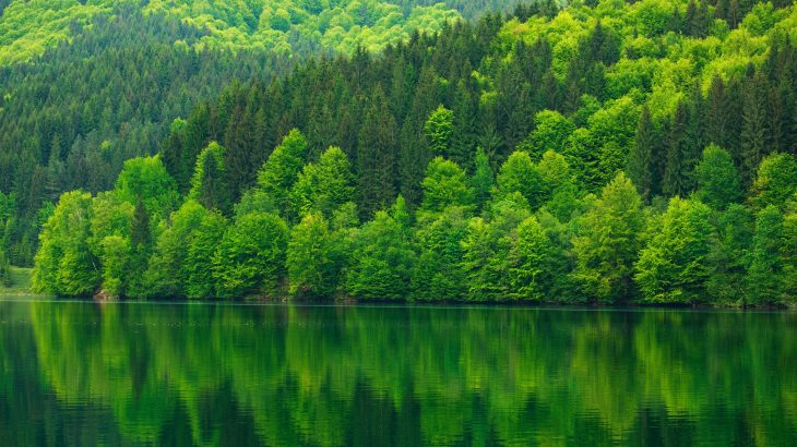 The carbon fertilization effects that boost plant photosynthesis are slowing down as plants reach their greening limits, which means they will no longer be able to absorb as much atmospheric CO2.